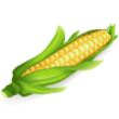 Раскраска Кукуруза