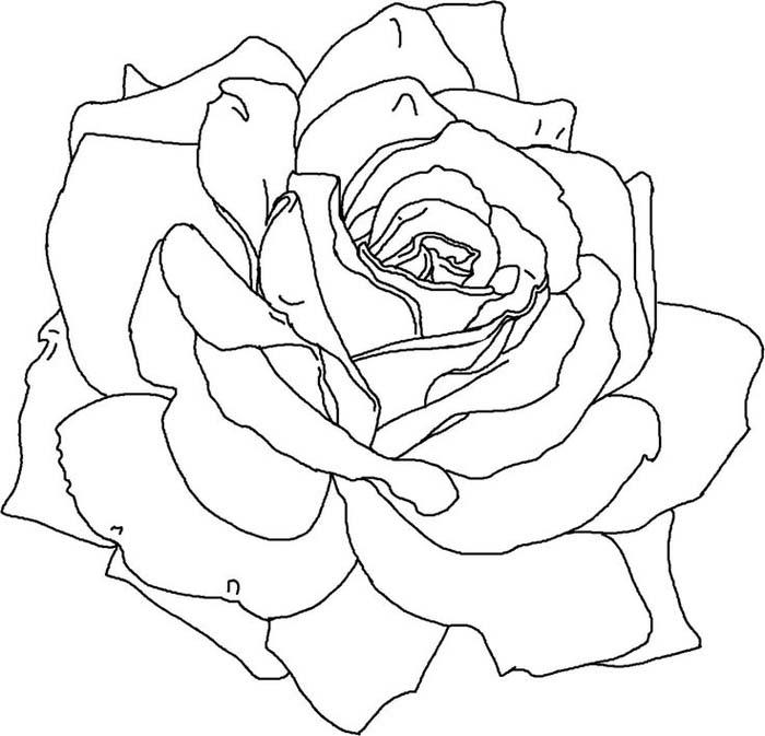 Раскраска цветы розы - 75 фото