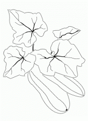 Листья кабачка