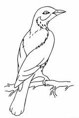 Раскраска Перелетная птица на ветке
