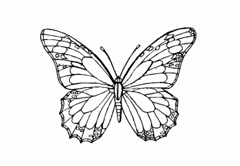 Картинка бабочка