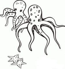 Осьминоги и морская звезда