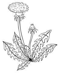 Рисунок Растение