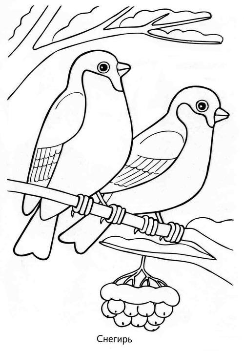 Раскраска Зимующие птицы