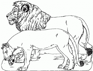 Лева и львица
