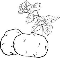 Картошка с ростком