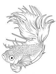 Рисунок бойцовская рыбка
