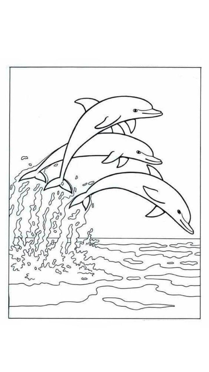 Дельфинчик раскраска - 70 фото