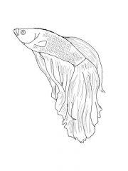 Раскраска Бойцовская рыбка