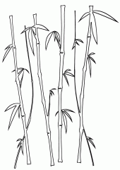 Растение Бамбук