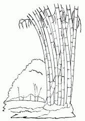 Рисунок Бамбук
