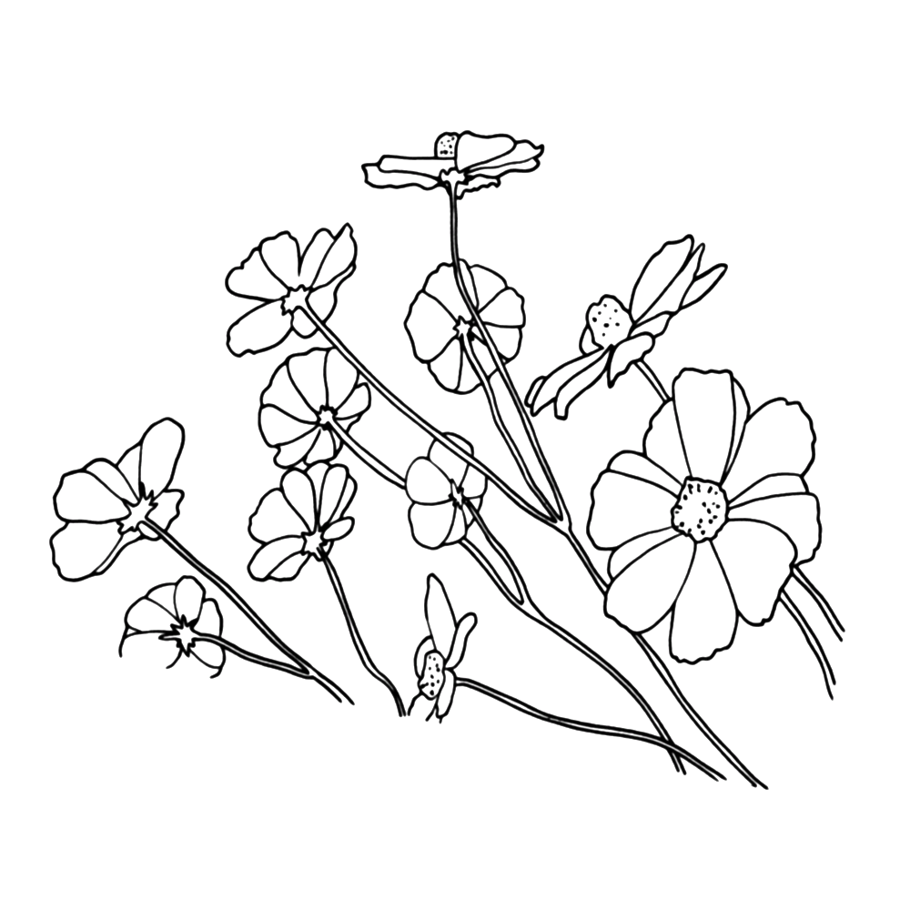Рисования цветка льна