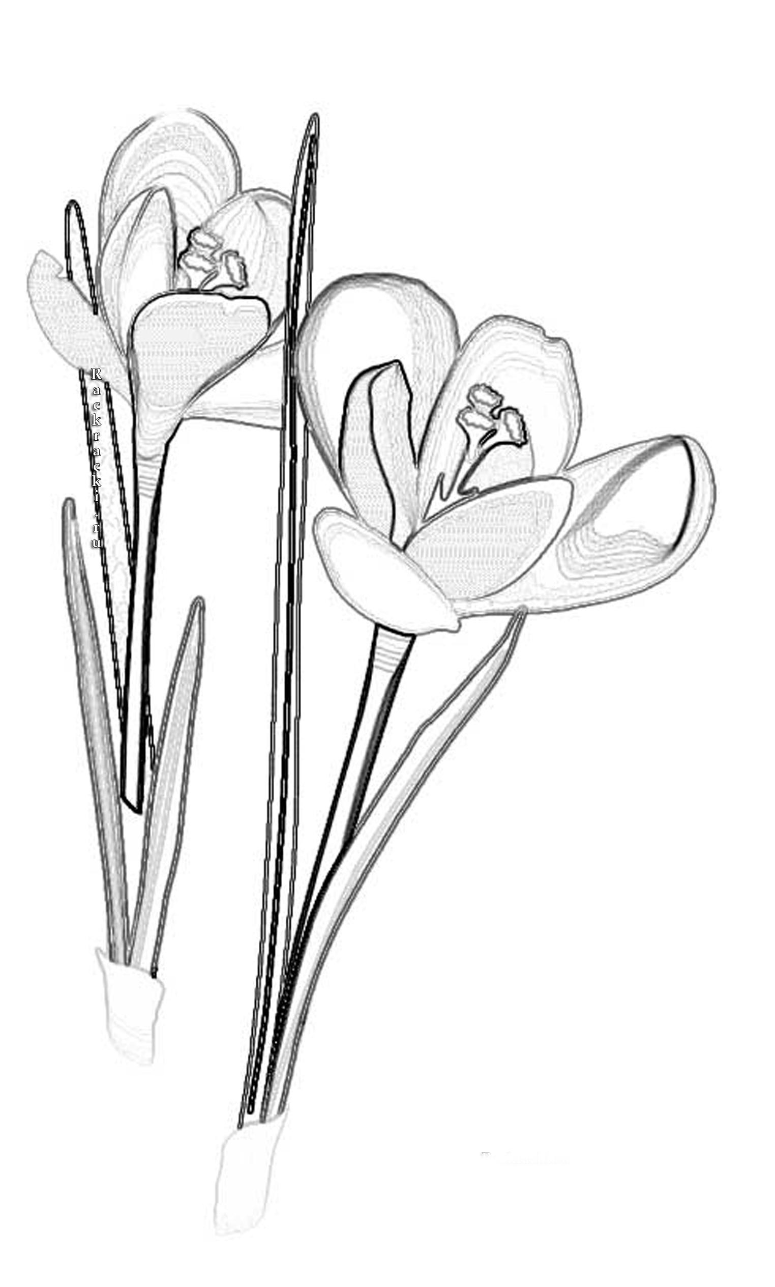 Цветок крокус трафарет. Весенние цветы карандашом. Крокус раскраска. Цветок Крокус раскраска. Весенние цветы рисунок карандашом.