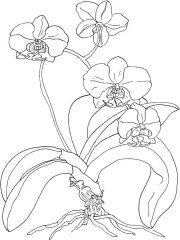 Орхидея на земле