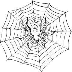 Раскраска Паутина и паук