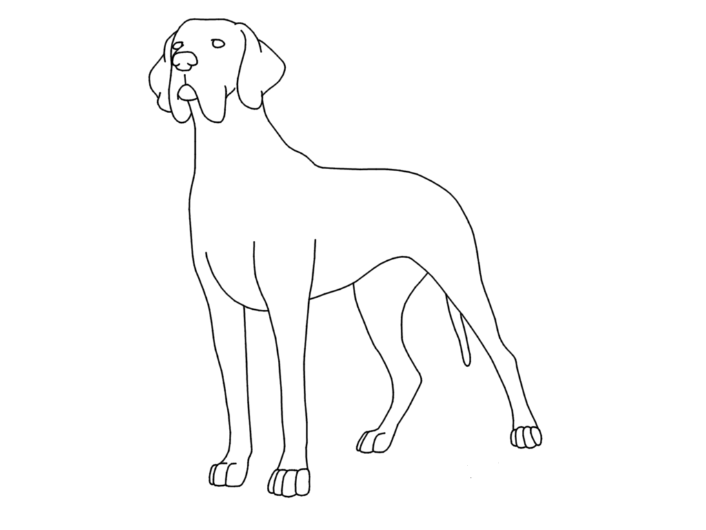 Как рисовать дог дея. Раскраска "собаки". Картинка собака раскраска. Раскраска дог собака. Немецкий дог раскраска.
