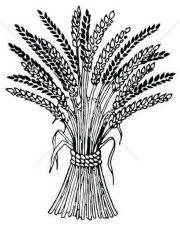 Сноп пшеницы