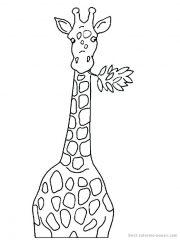 Жираф с веткой