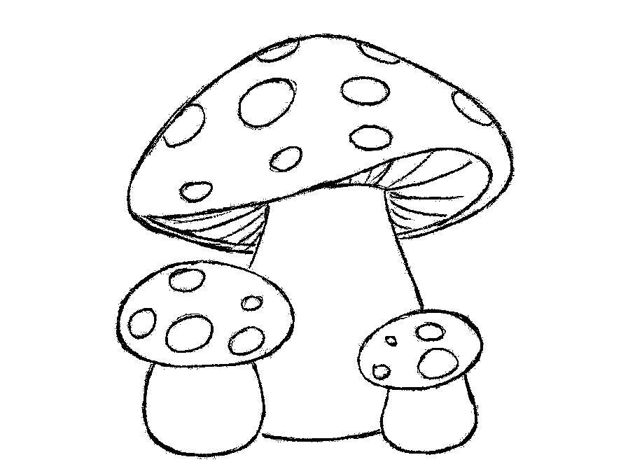 Раскраски краски, Раскраска грибы гриб.