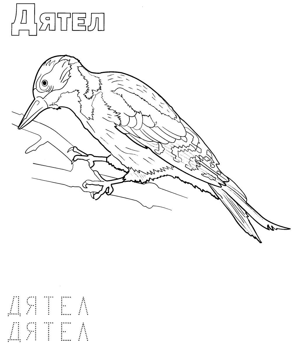 Раскраски птицы Сибири