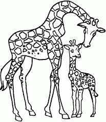 Жираф и жирафик