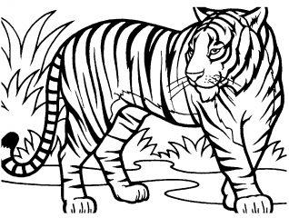 Тигр в природе
