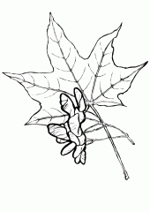 Листья клена