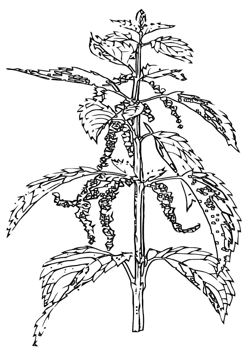 Крапива двудомная карандашом