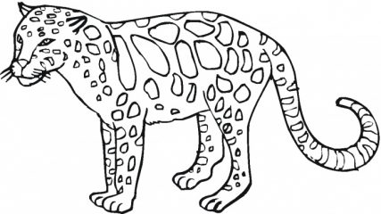 Взрослый леопард