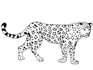 Идущий леопард