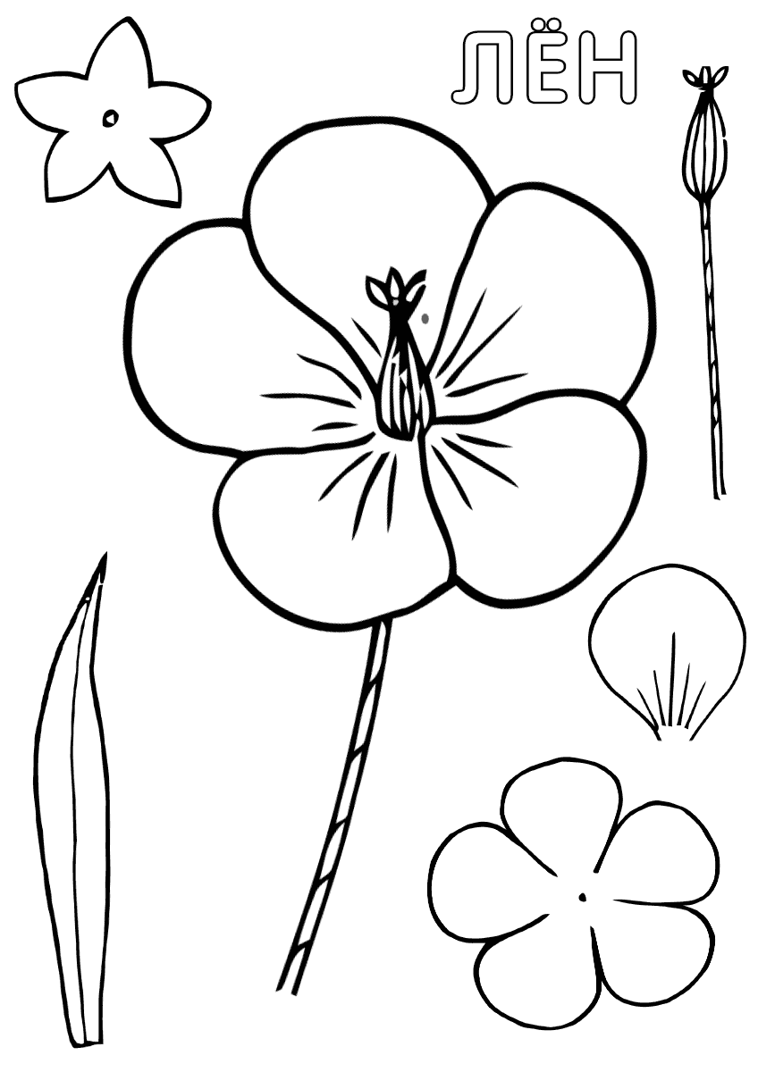 Рисования цветка льна