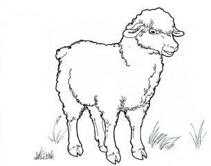 Молодая овца