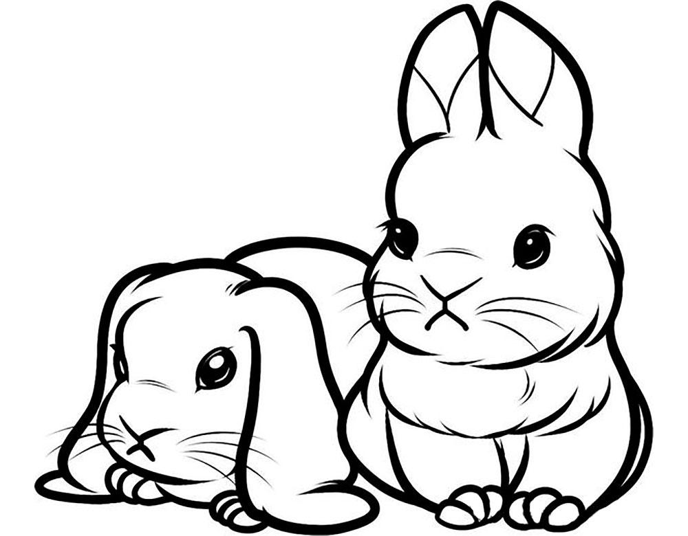Картинки кроликов для срисовки - 70 фото