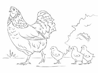 цыплята гуляют