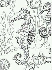 Раскраска Морской конек