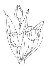 Рисунок тюльпаны