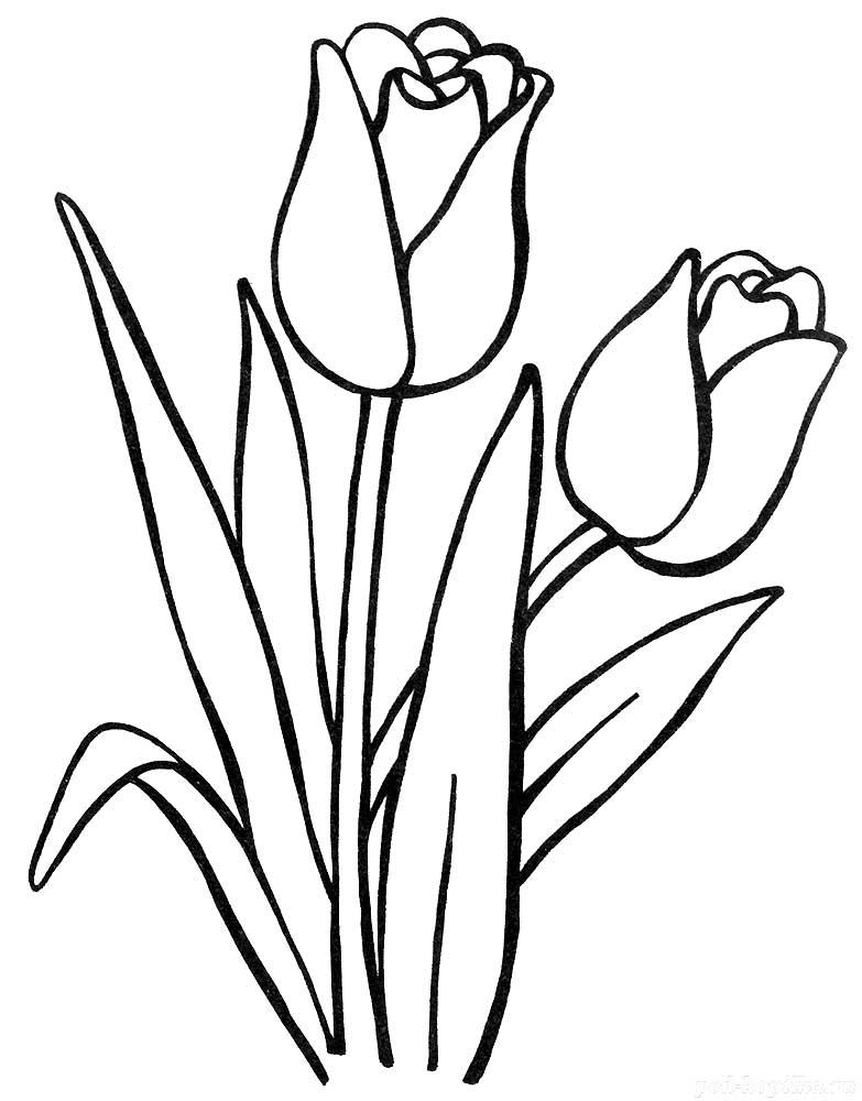 Раскраска Цветок тюльпан