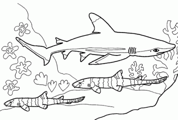 Акула и рыбки