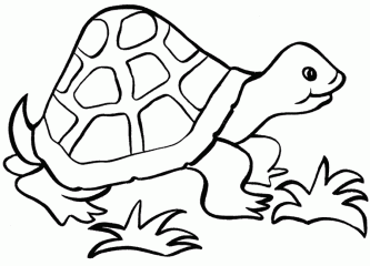 Взрослая черепаха раскраска