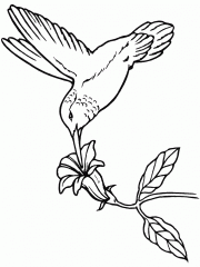 Птица над цветком