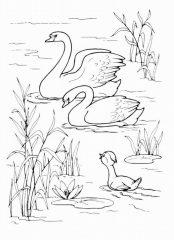 Лебеди на пруду