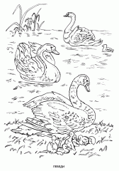 Три лебедя