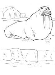 Упитанный морж