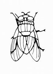 Надоедливая муха