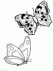 Жве бабочки