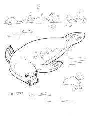 Тюлень в воде