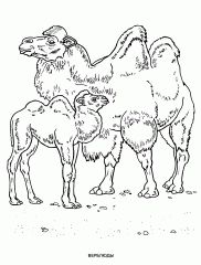 Верблюд и верблюжонок