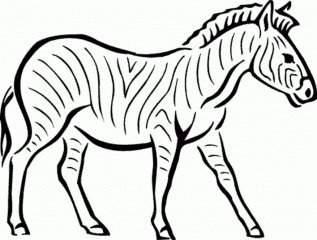 Зебра в природе