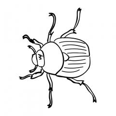Короладский жук