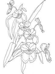 Картинка Орхидея